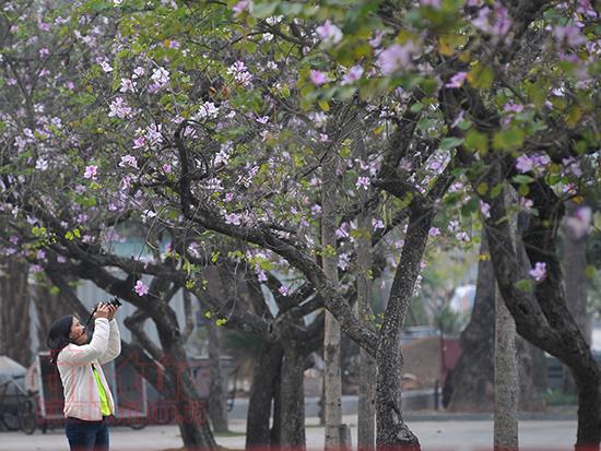 ha noi nghien cuu de an 100 tuyen pho du lich xanh voi 4 mua hoa