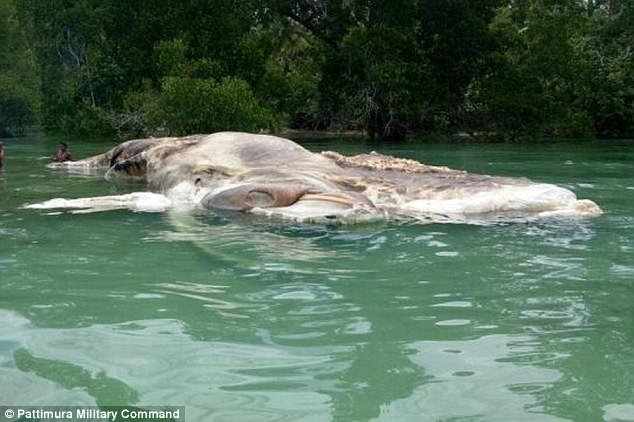 tuong xac tau dam nhung khi lai gan ngu dan indonesia hoang hot phat hien do la mot sinh vat ky bi dai toi 15m