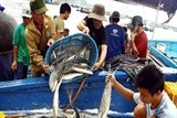 nghe vot vang trang tren bien thu nhap cao hon danh bat ca