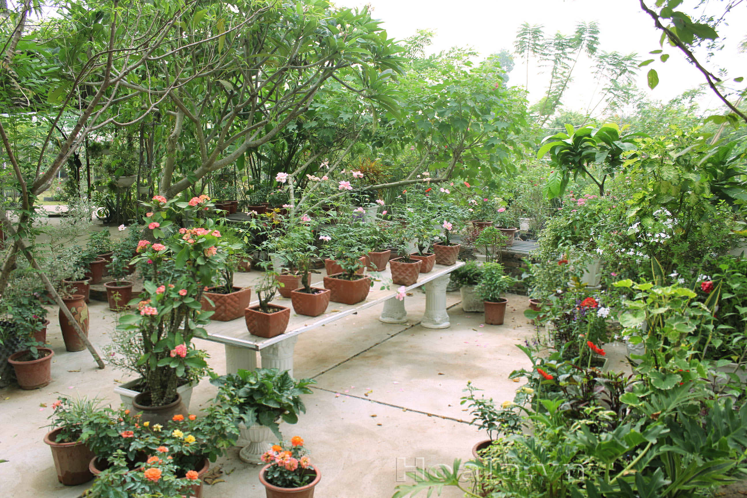ghe tham vuon hoa hong lon nhat ha noi