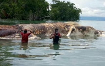 cuoi cung cac nha khoa hoc cung da tim ra quai vat dat vao bo bien indonesia la con gi