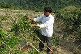 Phát triển ngành dược liệu, khuyến khích khám chữa bệnh bằng y học cổ truyền