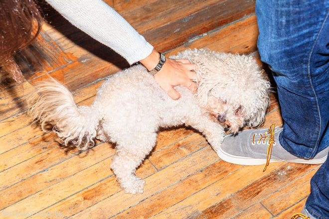 ban co biet nhan vien uber tai manhattan co the dem cho cung toi van phong