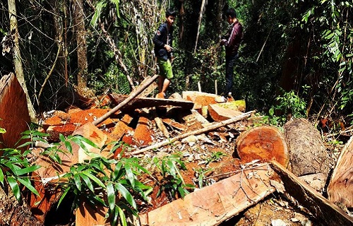 rung van chay mau chua lanh dao nao bi xu ly