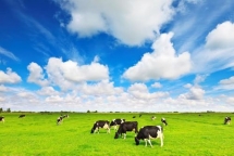 sap co sua tuoi organic made in vietnam