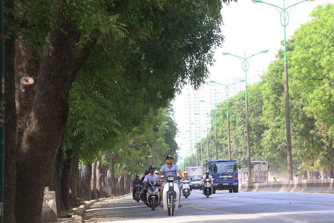 ha noi 1300 cay xanh tren duong pham van dong se bi chat ha trong 3 thang toi