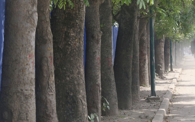 ha noi 1300 cay xanh tren duong pham van dong se bi chat ha trong 3 thang toi