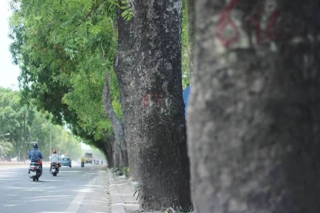 ha noi 1300 cay xanh tren duong pham van dong se bi chat ha trong 3 thang toi