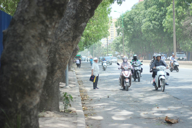 ha noi 1300 cay xanh tren duong pham van dong se bi chat ha trong 3 thang toi