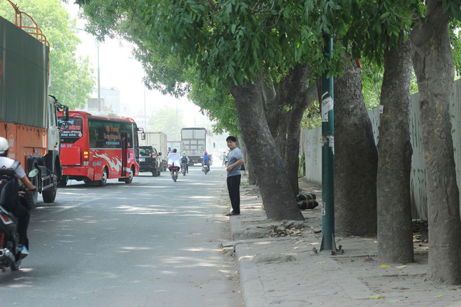 ha noi 1300 cay xanh tren duong pham van dong se bi chat ha trong 3 thang toi