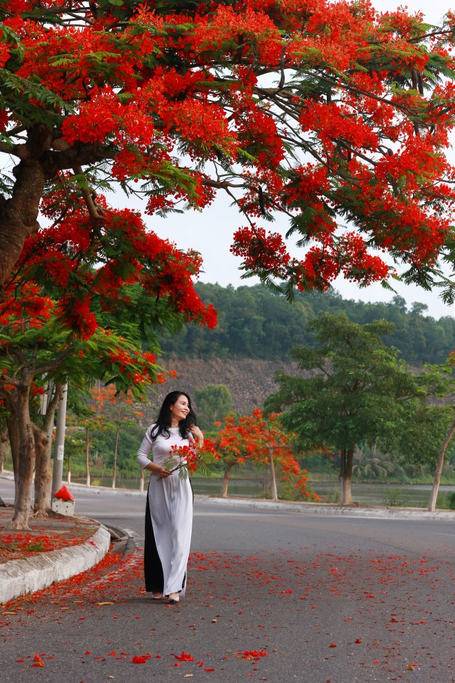 phuong no do ruc troi hai phong