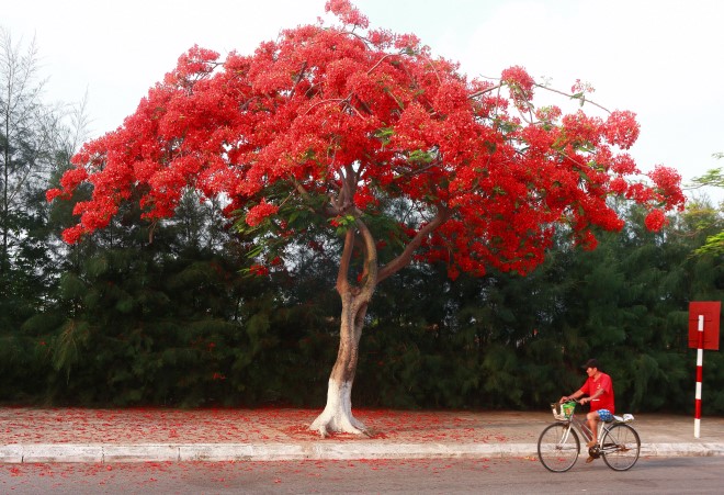 phuong no do ruc troi hai phong
