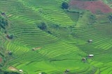 Thung lũng lúa xanh rì trong lõi rừng Yên Bái