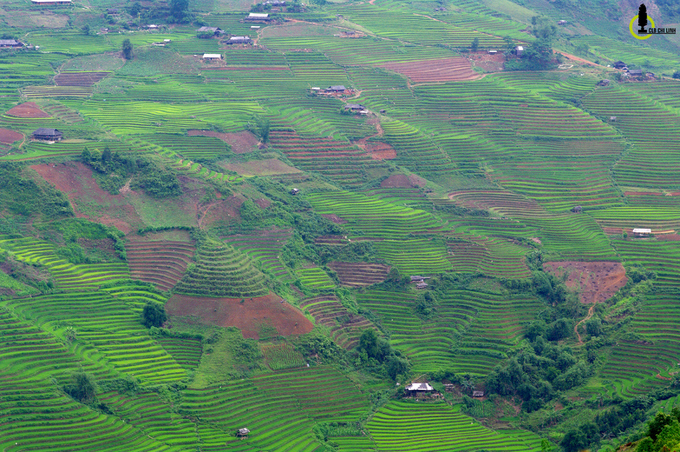 thung lung lua xanh ri trong loi rung yen bai