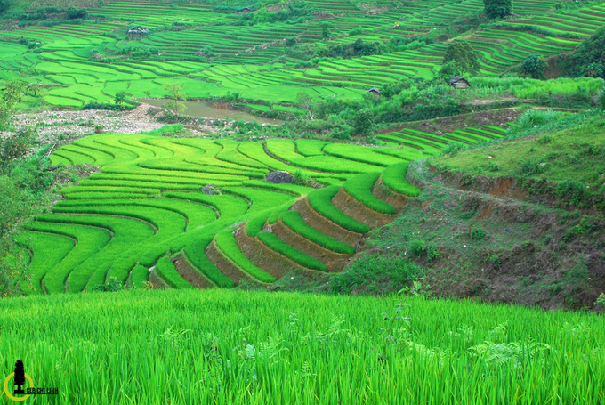 thung lung lua xanh ri trong loi rung yen bai