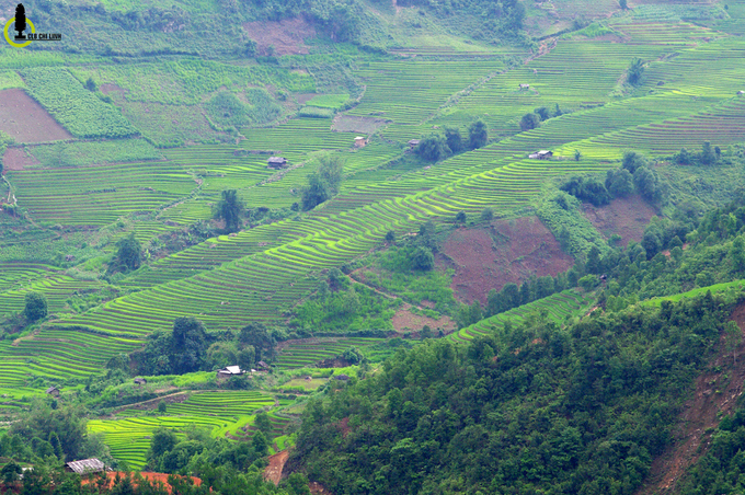 thung lung lua xanh ri trong loi rung yen bai