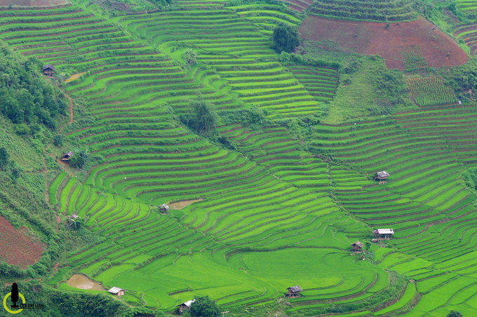 thung lung lua xanh ri trong loi rung yen bai