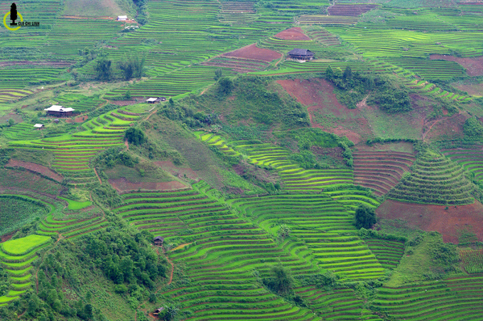 thung lung lua xanh ri trong loi rung yen bai