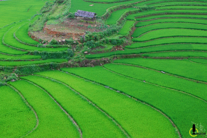 thung lung lua xanh ri trong loi rung yen bai