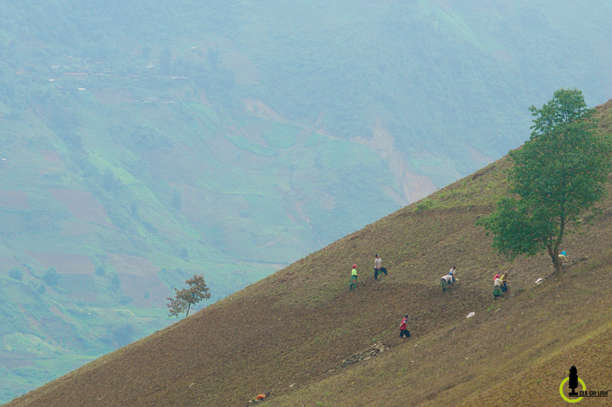 thung lung lua xanh ri trong loi rung yen bai