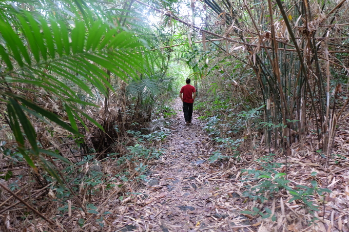 cung duong trekking xuyen rung o cat ba
