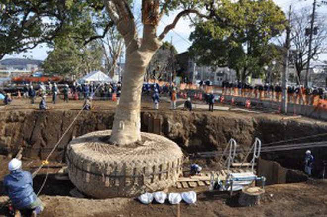day khong phai la tac pham nghe thuat chi la cach nguoi nhat di doi mot cai cay thoi