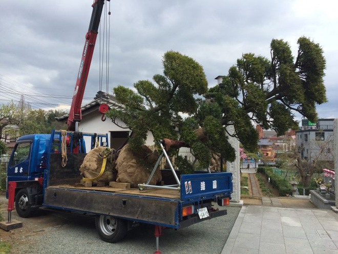 day khong phai la tac pham nghe thuat chi la cach nguoi nhat di doi mot cai cay thoi