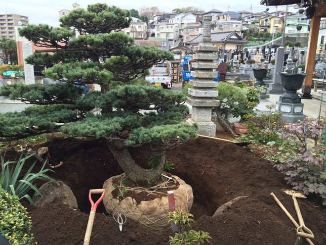 day khong phai la tac pham nghe thuat chi la cach nguoi nhat di doi mot cai cay thoi