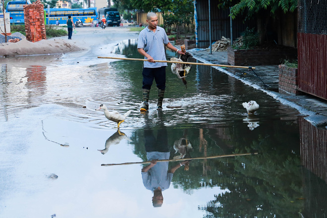 ha noi ngap ung quanh nam nguoi dan tha vit ngay tren duong khu do thi