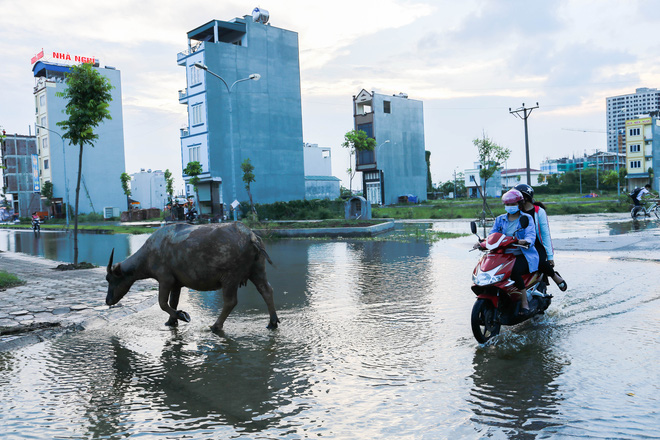 ha noi ngap ung quanh nam nguoi dan tha vit ngay tren duong khu do thi