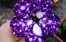 chum anh bat chap chao lua hon 40 do c o ha noi hoa muong hoang yen van hut hon gioi tre