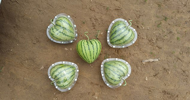 nhung loai qua dot bien co hinh thu ky la toi kho tin