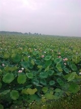 vi sao loai cam gia 100000 dongqua dang gay xon xao o ha noi