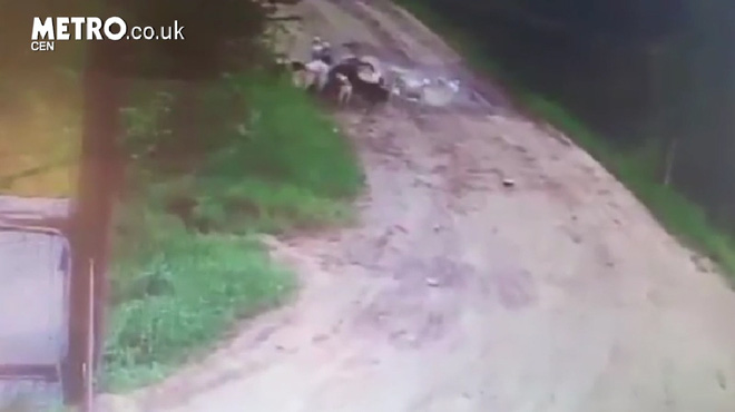 bao ve thuong xuyen cho dan cho hoang an cuoi cung chung lay oan tra on an thit lai ong