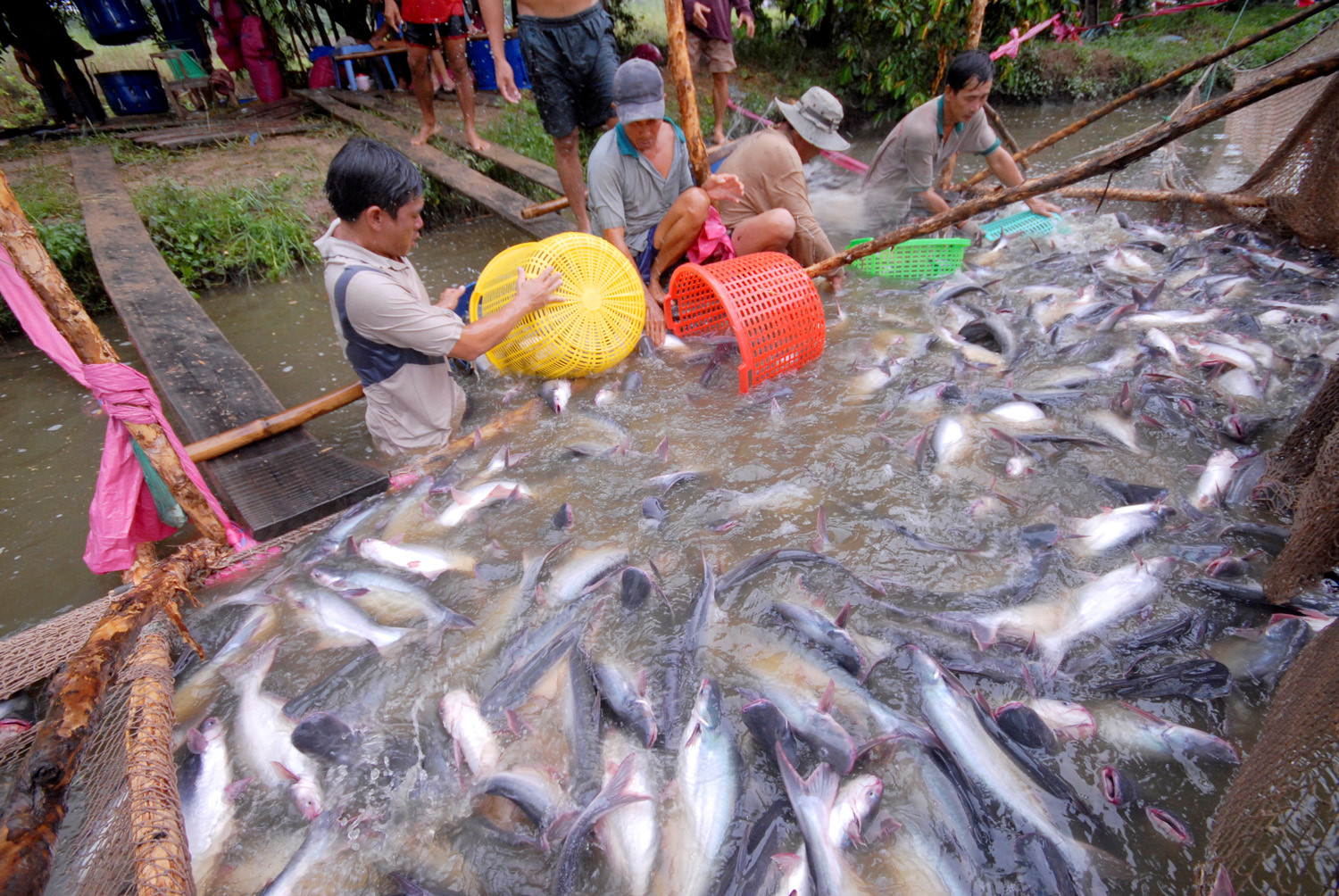 ca tra dong lanh van dat khach o chau au