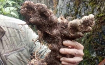 video su that cu tam that khung khien dai gia ha giang mat nua ty dong