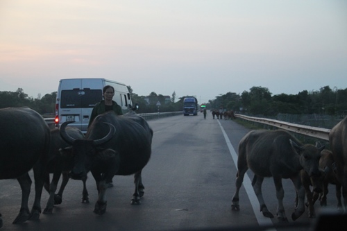 hoang hot tinh trang vi pham trat tu atgt nhin tu phong su anh