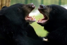wwf keu goi dong cua vinh vien cac hoat dong buon ban dong vat hoang da trai phep