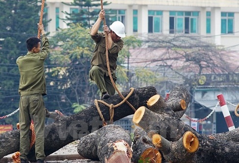 vu chat cay xanh lanh dao tp nhan trach nhiem giang chuc mot so can bo