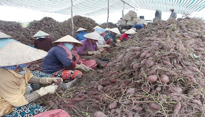 2 3000 dong mot ky nghen dang khoai lang bo ruong