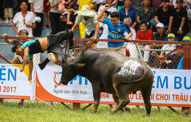 clip kinh hoang trau dien huc tung chu nhan tai le hoi choi trau do son 2017