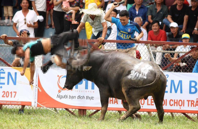 hai phong trau dien huc trong thuong 1 nguoi tai le hoi choi trau do son 2017