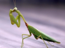 su tha t kinh hoa ng bo ngu a san chim va an na o cu a con mo i ngay khi chu ng dang so ng