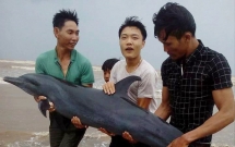 ngu dan nghe an giai cuu thanh cong ca heo mac can tren bo bien truoc khi con bao so 2 do bo