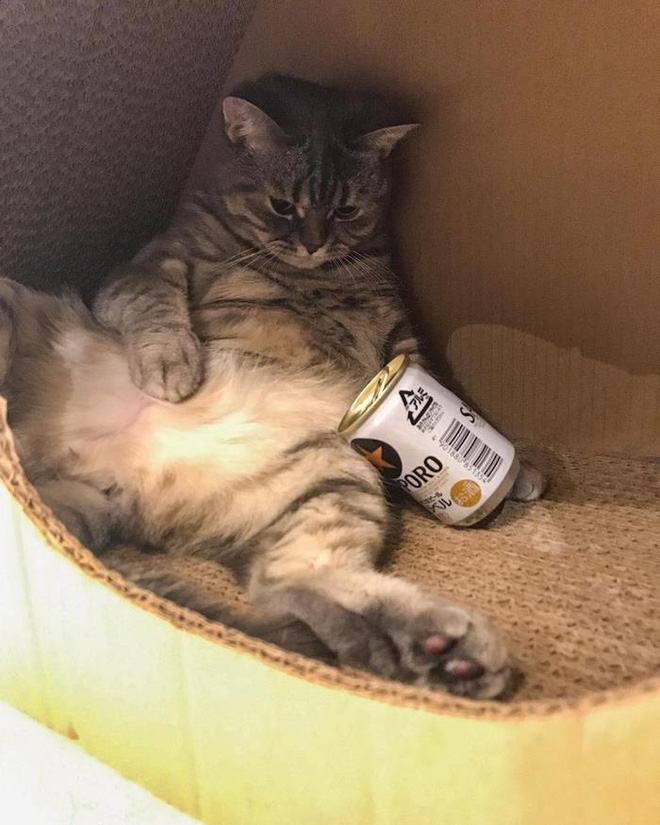 meo beo an tranh phan cua con chu nhan da nghi ra cach vo cung vi dieu