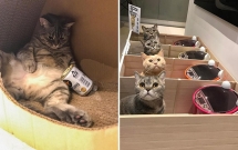 meo beo an tranh phan cua con chu nhan da nghi ra cach vo cung vi dieu