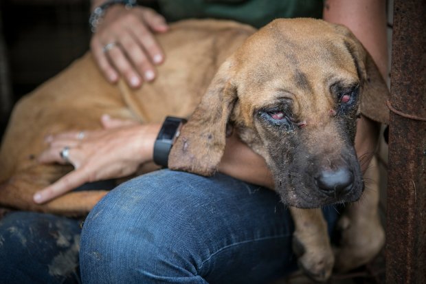 han quoc giai cuu thanh cong 149 chu cho sap bi giet thit mang ra cho ban