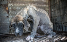 han quoc giai cuu thanh cong 149 chu cho sap bi giet thit mang ra cho ban