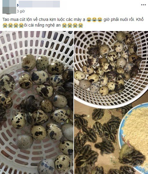 nang nong 40 do anh chang mua trung ve chua kip che bien ca ro da no thanh dan chim cut