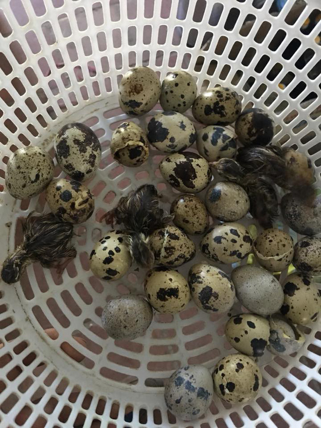 nang nong 40 do anh chang mua trung ve chua kip che bien ca ro da no thanh dan chim cut